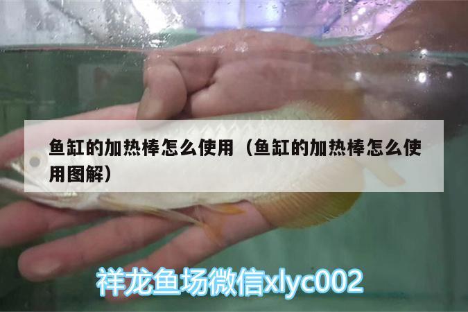 魚缸的加熱棒怎么使用（魚缸的加熱棒怎么使用圖解）