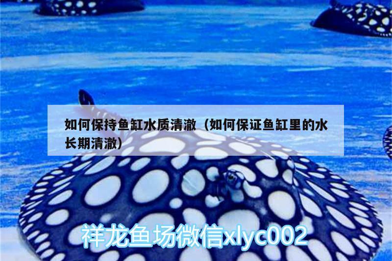 如何保持魚缸水質(zhì)清澈（如何保證魚缸里的水長期清澈）