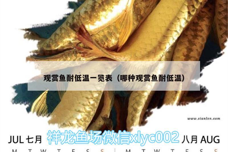 觀賞魚耐低溫一覽表（哪種觀賞魚耐低溫）