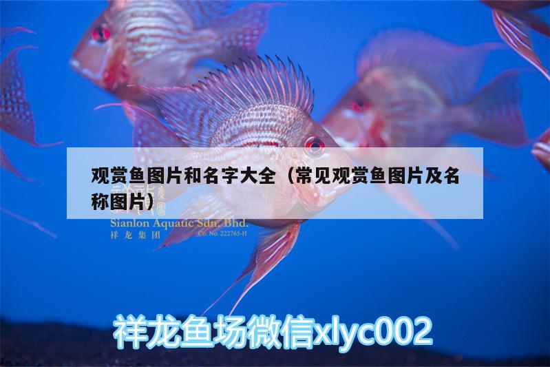 觀賞魚圖片和名字大全（常見觀賞魚圖片及名稱圖片） 魚缸水泵