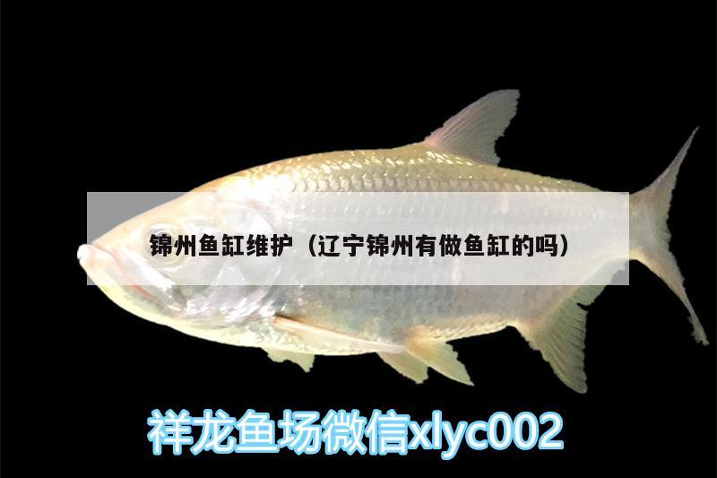 錦州魚缸維護（遼寧錦州有做魚缸的嗎） 青龍魚