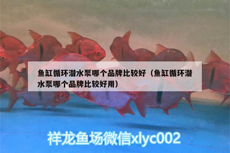 魚(yú)缸循環(huán)潛水泵哪個(gè)品牌比較好（魚(yú)缸循環(huán)潛水泵哪個(gè)品牌比較好用） 申古銀版魚(yú)