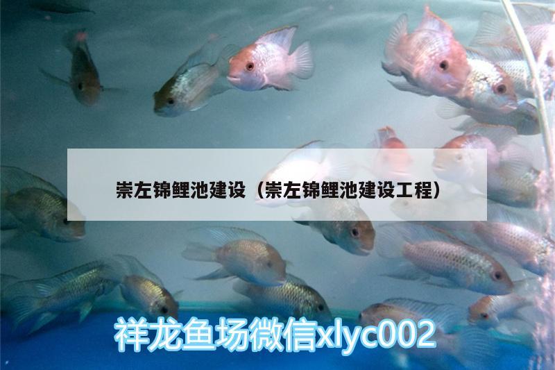 崇左錦鯉池建設(shè)（崇左錦鯉池建設(shè)工程） 非洲金鼓魚