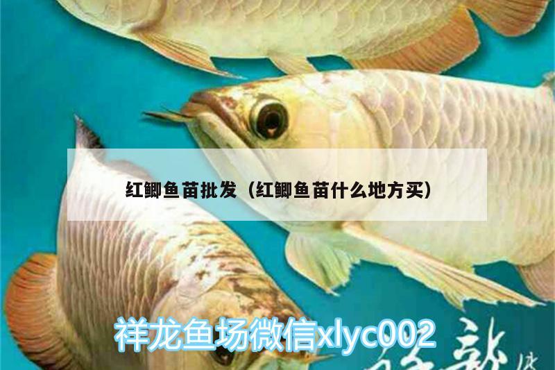 紅鯽魚苗批發(fā)（紅鯽魚苗什么地方買）