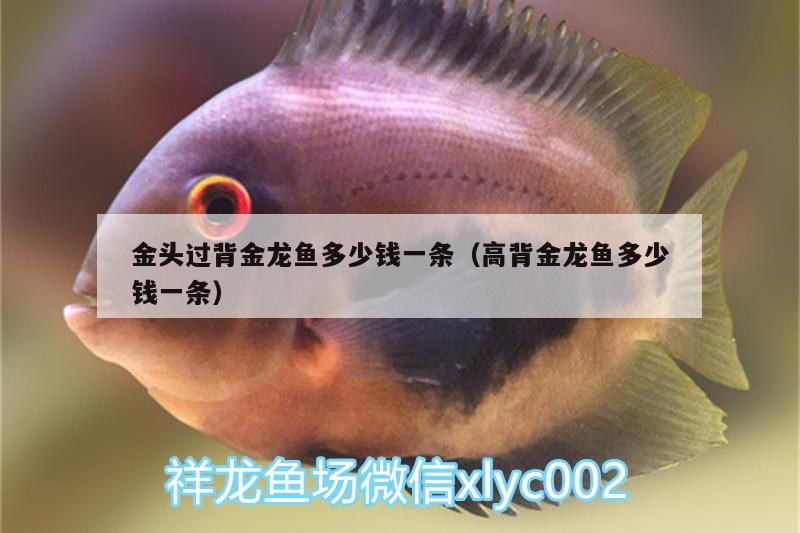 金頭過背金龍魚多少錢一條（高背金龍魚多少錢一條） 高背金龍魚