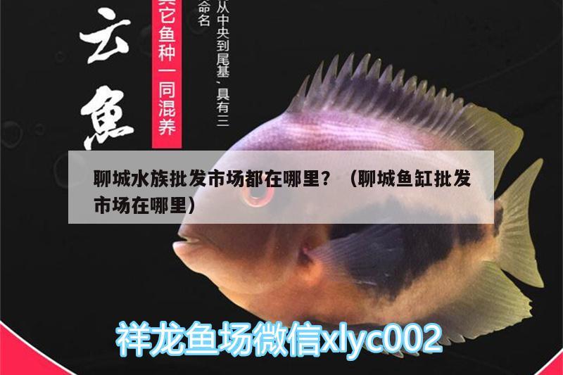 聊城水族批發(fā)市場都在哪里？（聊城魚缸批發(fā)市場在哪里） 觀賞魚水族批發(fā)市場