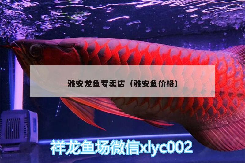 雅安龍魚(yú)專賣店（雅安魚(yú)價(jià)格）