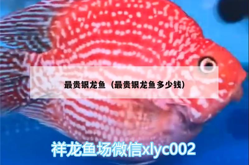 最貴銀龍魚(yú)（最貴銀龍魚(yú)多少錢(qián)） 銀龍魚(yú)百科