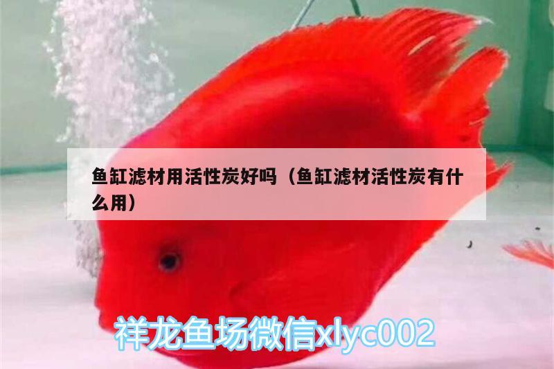 魚缸濾材用活性炭好嗎（魚缸濾材活性炭有什么用）