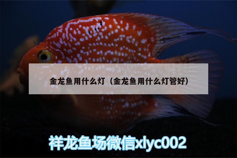 金龍魚用什么燈（金龍魚用什么燈管好） 祥龍藍珀金龍魚