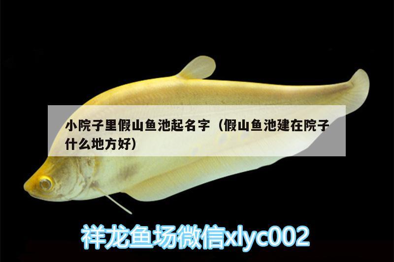 小院子里假山魚池起名字（假山魚池建在院子什么地方好） 三間鼠魚