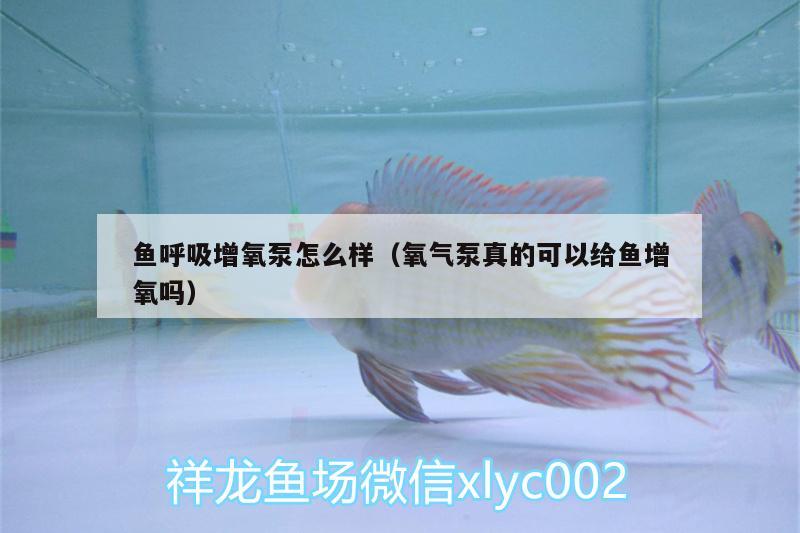 魚(yú)呼吸增氧泵怎么樣（氧氣泵真的可以給魚(yú)增氧嗎）