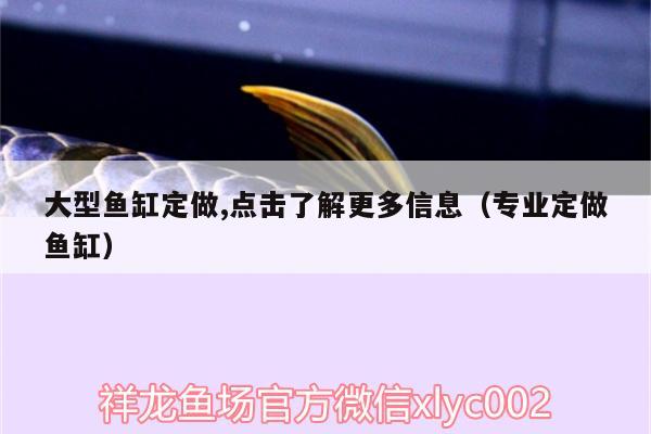 大型魚缸定做,點擊了解更多信息（專業(yè)定做魚缸） 狗仔招財貓魚