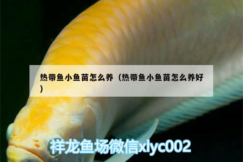 熱帶魚(yú)小魚(yú)苗怎么養(yǎng)（熱帶魚(yú)小魚(yú)苗怎么養(yǎng)好） 大白鯊魚(yú)苗