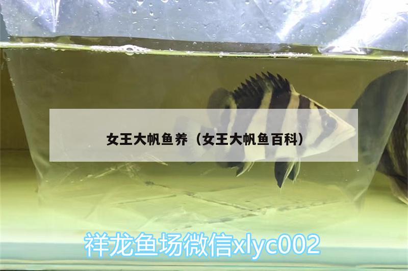 女王大帆魚養(yǎng)（女王大帆魚百科） 女王大帆魚