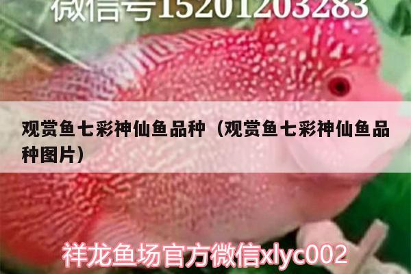 觀賞魚七彩神仙魚品種（觀賞魚七彩神仙魚品種圖片） 七彩神仙魚