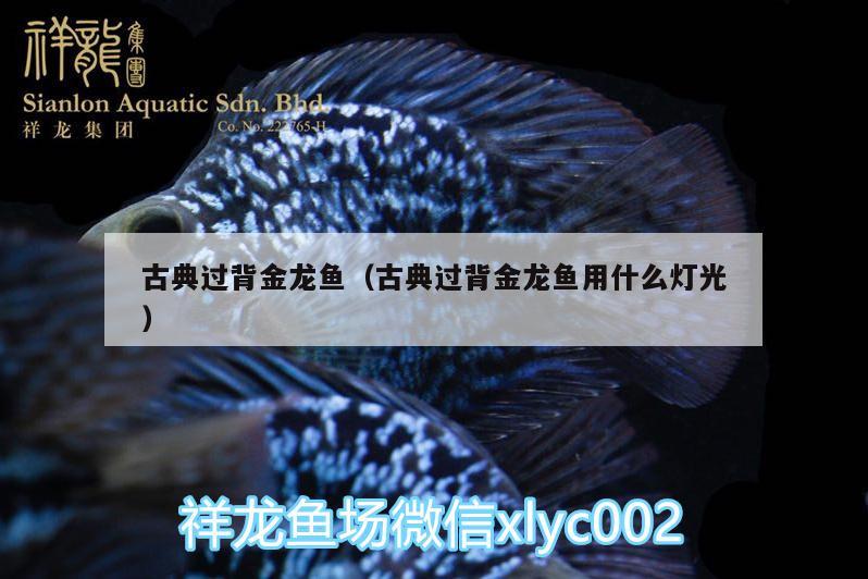 古典過(guò)背金龍魚(yú)（古典過(guò)背金龍魚(yú)用什么燈光）