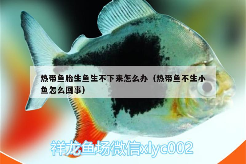 熱帶魚胎生魚生不下來(lái)怎么辦（熱帶魚不生小魚怎么回事）