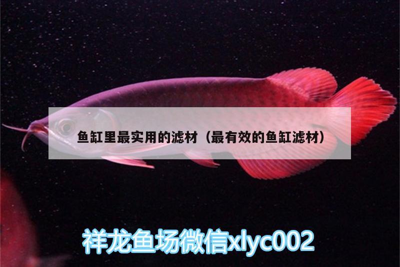 魚缸里最實用的濾材（最有效的魚缸濾材）