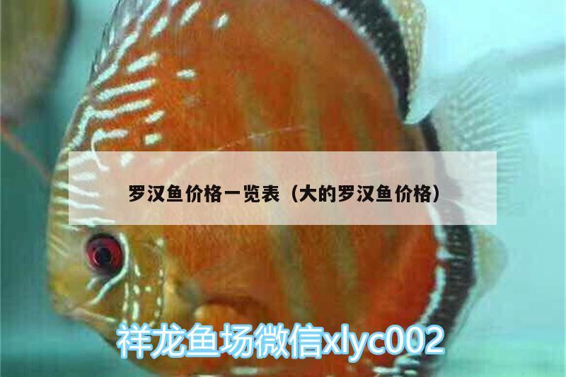 羅漢魚價格一覽表（大的羅漢魚價格） 羅漢魚