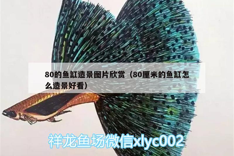 80的魚(yú)缸造景圖片欣賞（80厘米的魚(yú)缸怎么造景好看）