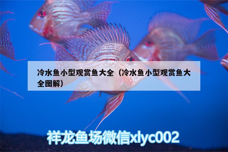 冷水魚小型觀賞魚大全（冷水魚小型觀賞魚大全圖解） 小型觀賞魚