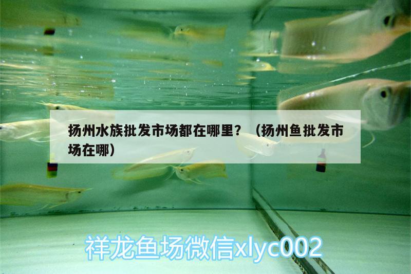 揚(yáng)州水族批發(fā)市場都在哪里？（揚(yáng)州魚批發(fā)市場在哪）