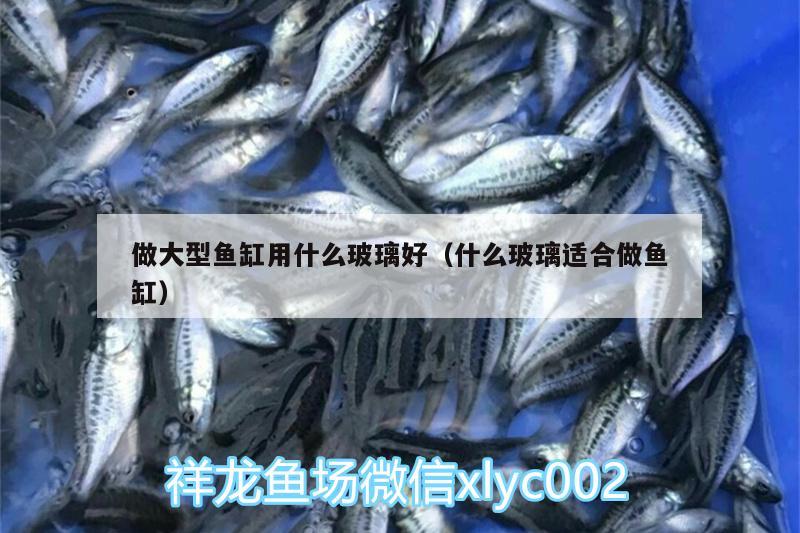 做大型魚缸用什么玻璃好（什么玻璃適合做魚缸） 名貴錦鯉魚