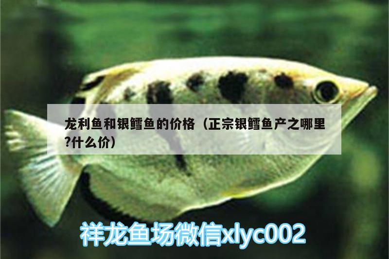 龍利魚和銀鱈魚的價(jià)格（正宗銀鱈魚產(chǎn)之哪里?什么價(jià)） 黃吉金龍（白子金龍魚）