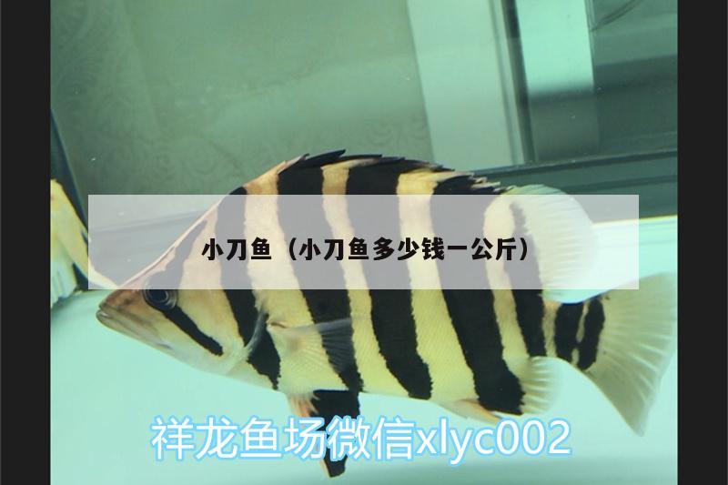 小刀魚(yú)（小刀魚(yú)多少錢(qián)一公斤） 女王大帆魚(yú)