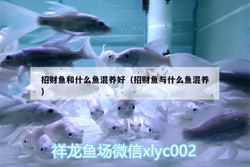 招財魚和什么魚混養(yǎng)好（招財魚與什么魚混養(yǎng)）