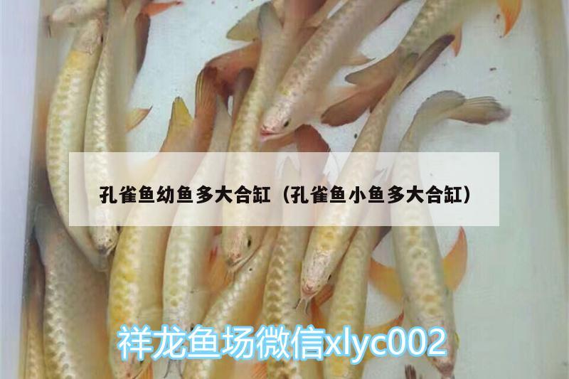 孔雀魚幼魚多大合缸（孔雀魚小魚多大合缸）