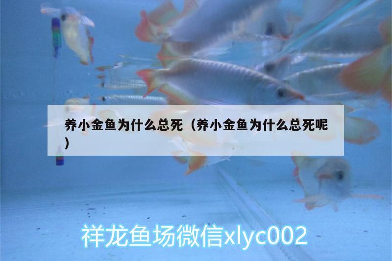 養(yǎng)小金魚(yú)為什么總死（養(yǎng)小金魚(yú)為什么總死呢）