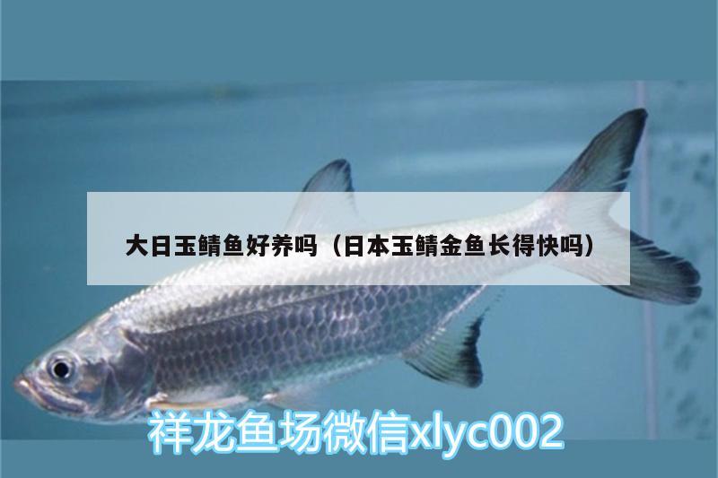 大日玉鯖魚(yú)好養(yǎng)嗎（日本玉鯖金魚(yú)長(zhǎng)得快嗎）