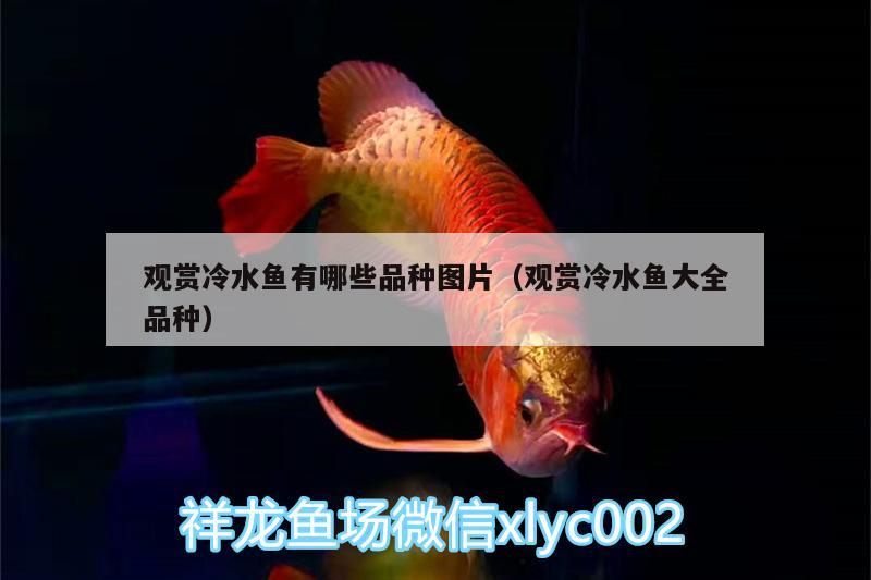 觀賞冷水魚有哪些品種圖片（觀賞冷水魚大全品種） 粗線銀版魚