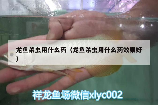 龍魚殺蟲用什么藥（龍魚殺蟲用什么藥效果好） 祥龍水族濾材/器材