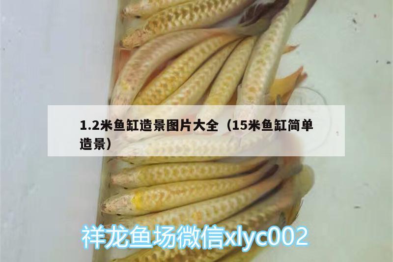 1.2米魚(yú)缸造景圖片大全（15米魚(yú)缸簡(jiǎn)單造景） 祥龍魚(yú)場(chǎng)品牌產(chǎn)品