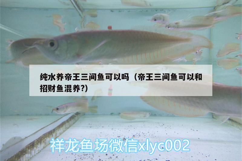 純水養(yǎng)帝王三間魚可以嗎（帝王三間魚可以和招財魚混養(yǎng)?）