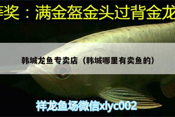 韓城龍魚專賣店（韓城哪里有賣魚的） 白子關刀魚苗