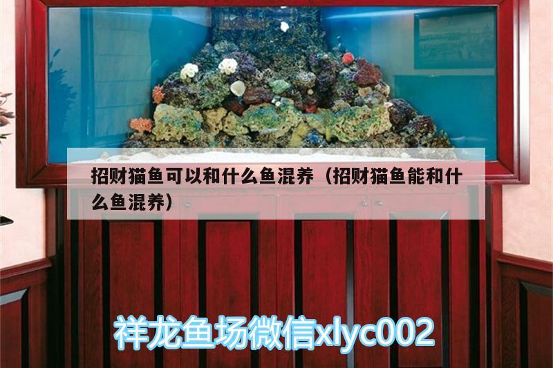 招財貓魚可以和什么魚混養(yǎng)（招財貓魚能和什么魚混養(yǎng)） 蝴蝶鯉魚苗