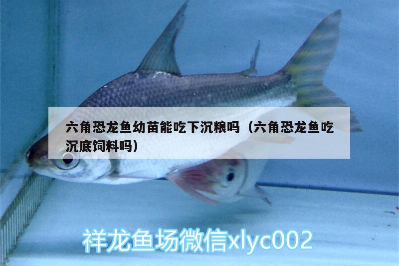 六角恐龍魚(yú)幼苗能吃下沉糧嗎（六角恐龍魚(yú)吃沉底飼料嗎）