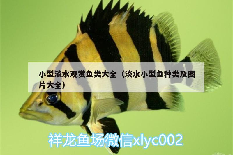 小型淡水觀賞魚類大全（淡水小型魚種類及圖片大全）