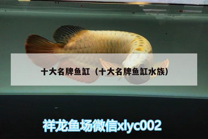 十大名牌魚缸（十大名牌魚缸水族）