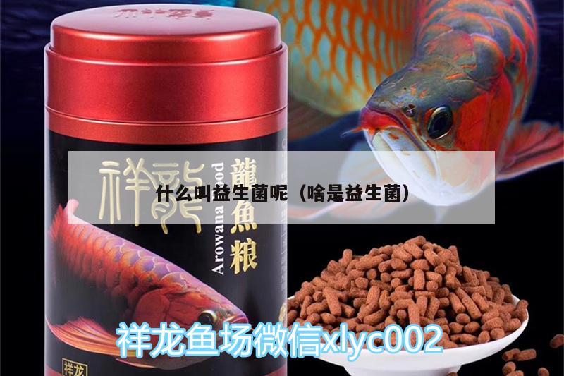 什么叫益生菌呢（啥是益生菌） 觀賞魚飼料