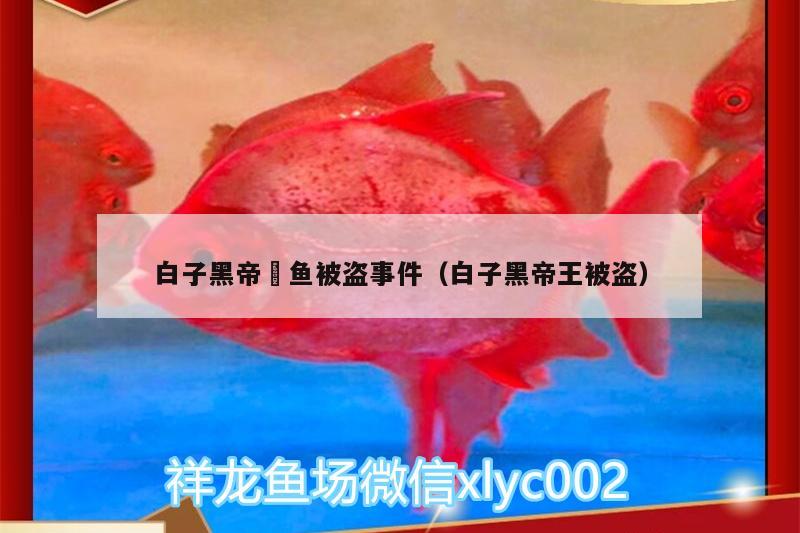 白子黑帝魟魚被盜事件（白子黑帝王被盜）