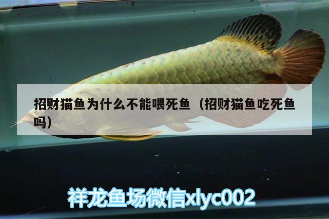 招財(cái)貓魚(yú)為什么不能喂死魚(yú)（招財(cái)貓魚(yú)吃死魚(yú)嗎）