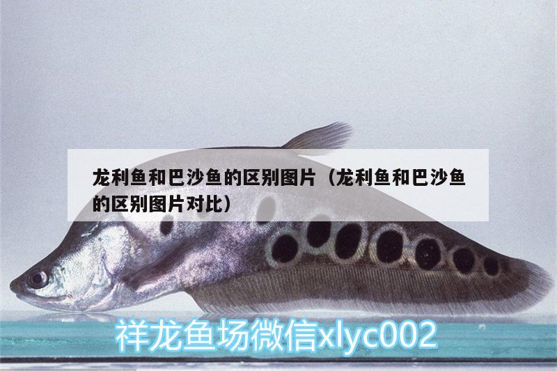 龍利魚和巴沙魚的區(qū)別圖片（龍利魚和巴沙魚的區(qū)別圖片對比）