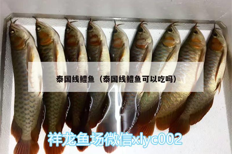 泰國(guó)線鱧魚(yú)（泰國(guó)線鱧魚(yú)可以吃嗎） 印尼三紋虎 第2張