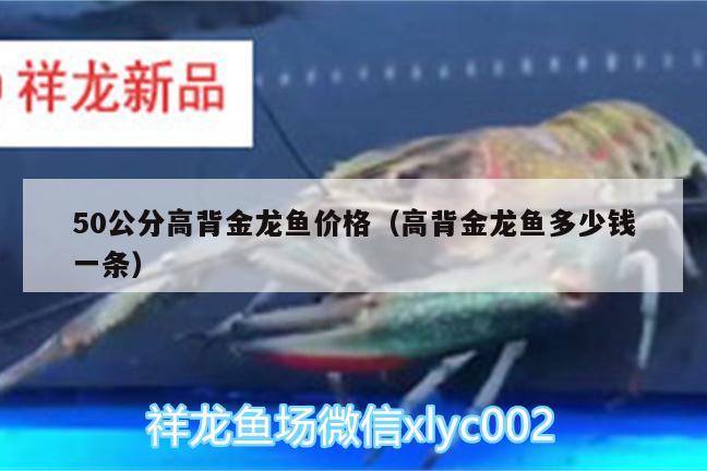 50公分高背金龍魚價(jià)格（高背金龍魚多少錢一條） 高背金龍魚