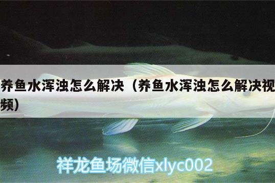 養(yǎng)魚水渾濁怎么解決（養(yǎng)魚水渾濁怎么解決視頻）